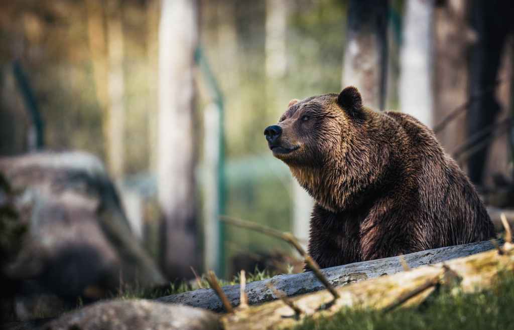 Wildlife Watching in West Yellowstone: A Guide to Seeing Bears, Bison, and More” – Discuss the best ways to view the wildlife in the area, including guided tours and tips for staying safe.