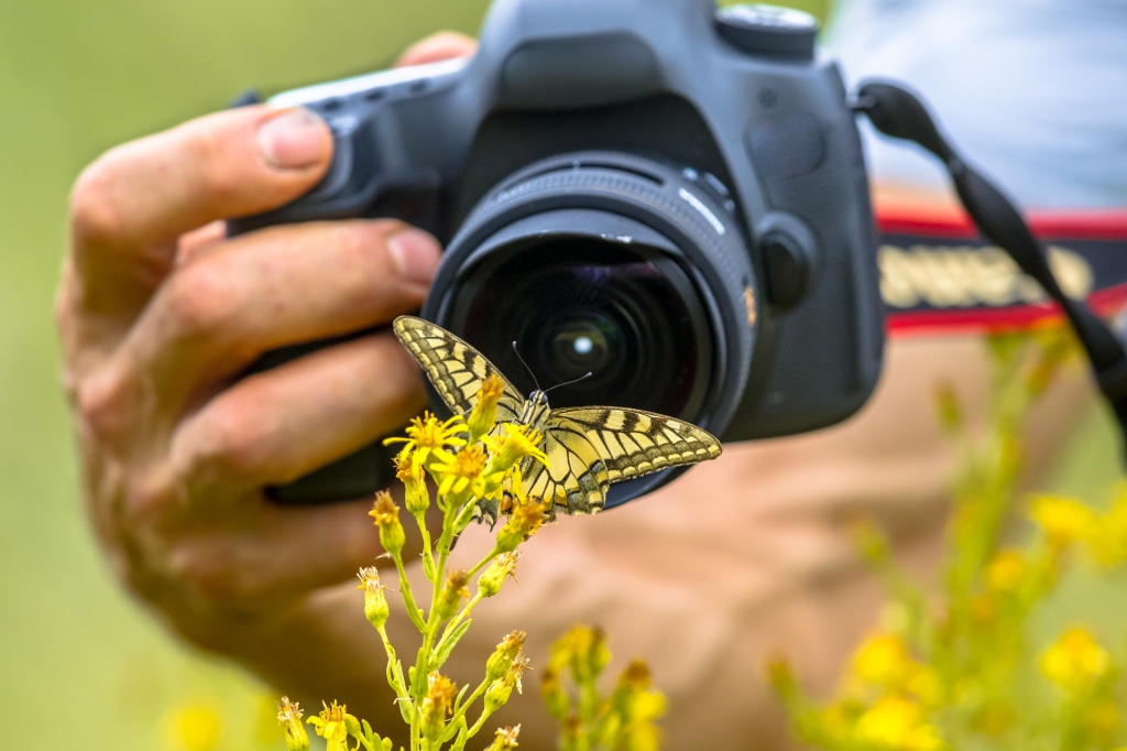 Tips for a Successful Wildlife Photography Expedition – Wildlife Photography in Parks